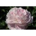 Пион Paeonia Myrtle Gentry Пион Paeonia Myrtle Gentry